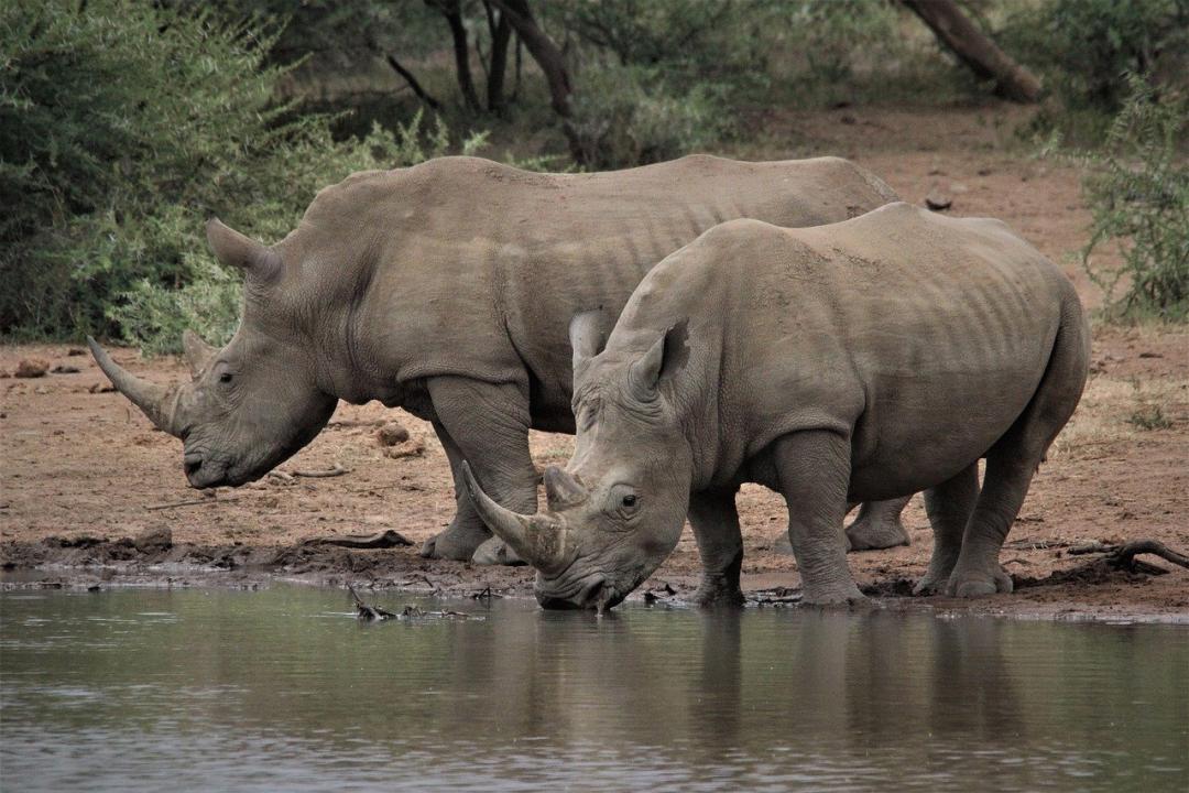 Endangered Rhinos Flown From Africa to U.S. Sanctuary — Western Global  Airlines Air Cargo Company